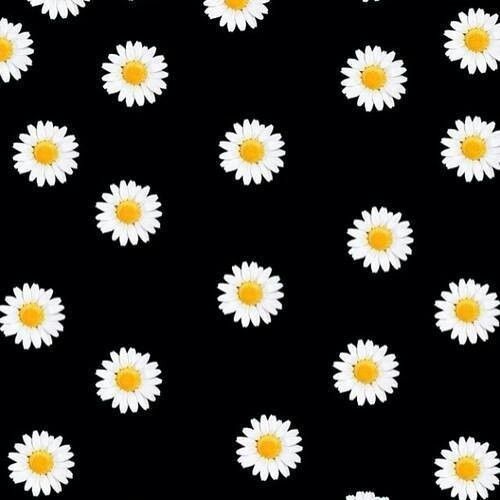 Daisy photo, Black Background, Daisy, Flower, Hd, White, Flowers, #3448