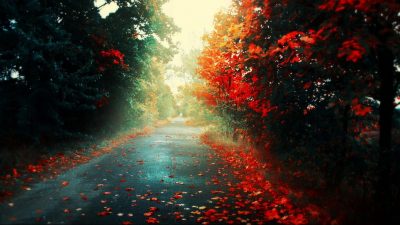 Fall, Hd, Red Leaves, Road