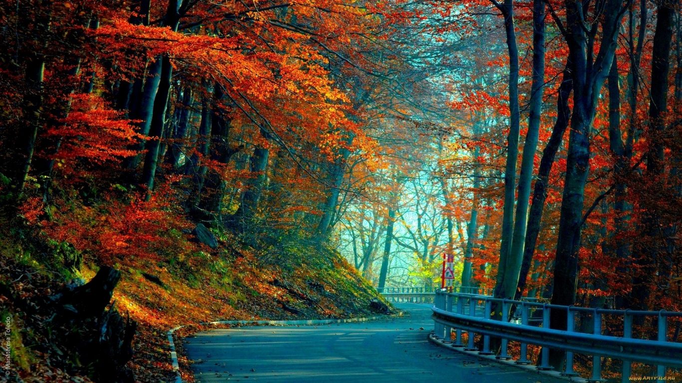 Gorgeous Nature Autumn Tree HD Background
