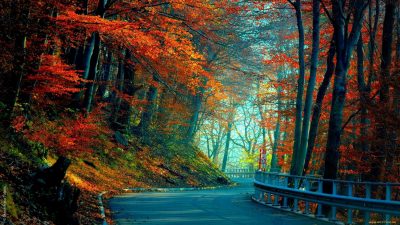 Fall, Full Hd, Red Leaves, Trees