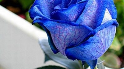Blue, Flower, Image, Rose