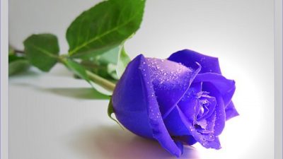 Blue Rose, Flower, Picture
