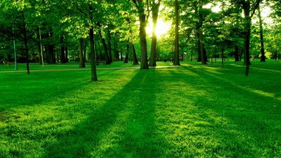 Full Hd, Green, Sunshine, Trees