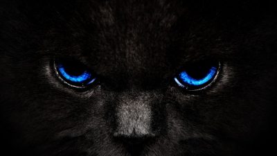 Animals, Black, Blue Eyes, Cat, Hd