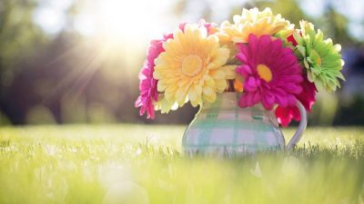 Colorful, Flower, Natural, Wallpaper, Widescreen