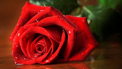 Flower, Hd, Nature, Red, Rose