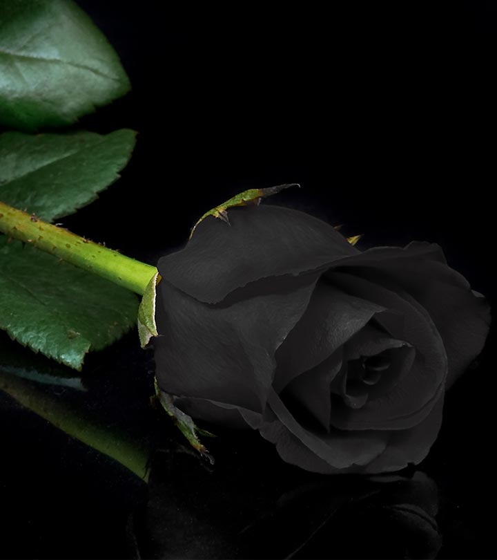 Black Rose Image