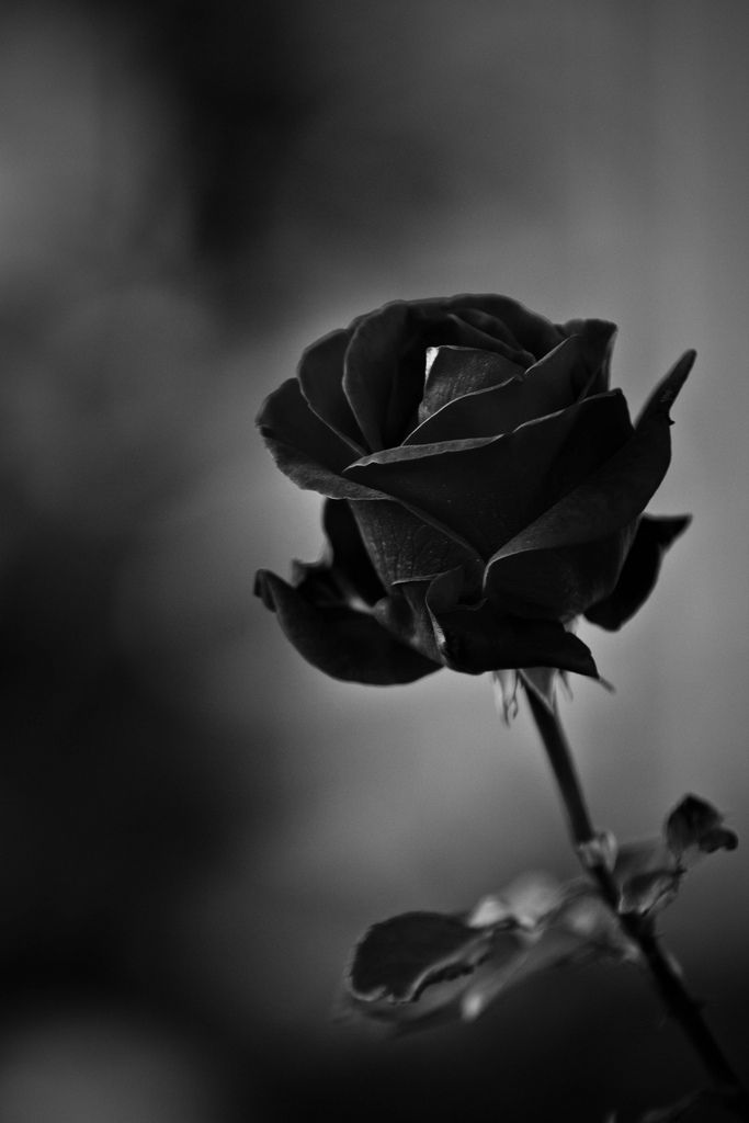 Black Rose Photo