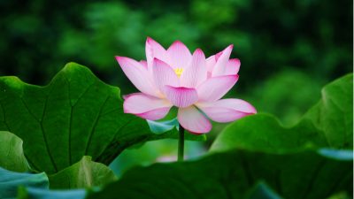 Background, Flower, Green, Lotus, Pink