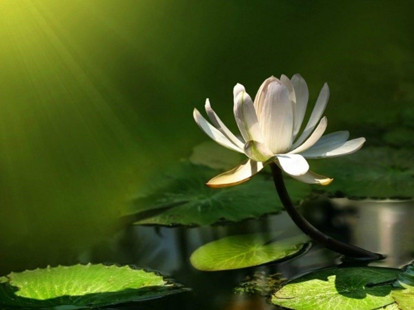 Lotus Backgrounds
