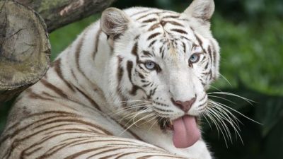 Hd, Tiger, Tongue, Wallpaper, White