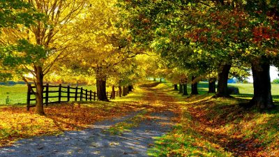 Fall, Green, Hd, Road, Trees, Yellow