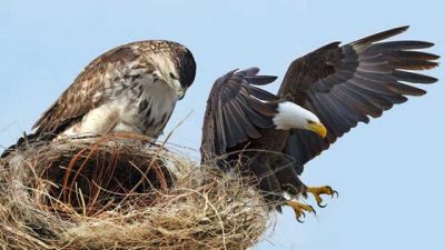 Hawks, Hd, Nest, Wallpaper