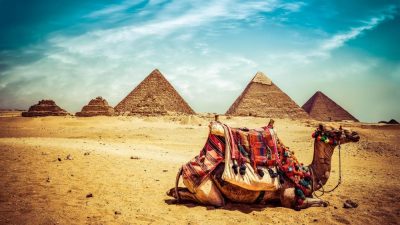 Camel, Egypt, Natural, Pyramids, Wallpaper