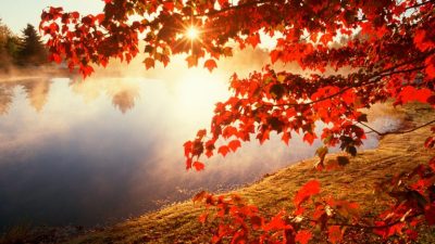 Autumn, Leaves, Natural, Red, Trees