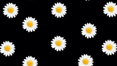 Black Background, Daisy, Flower, Hd, White
