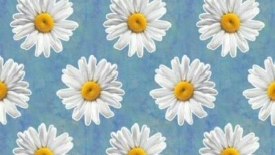 Beautiful, Flower, Hd, Wallpaper, White Daisy