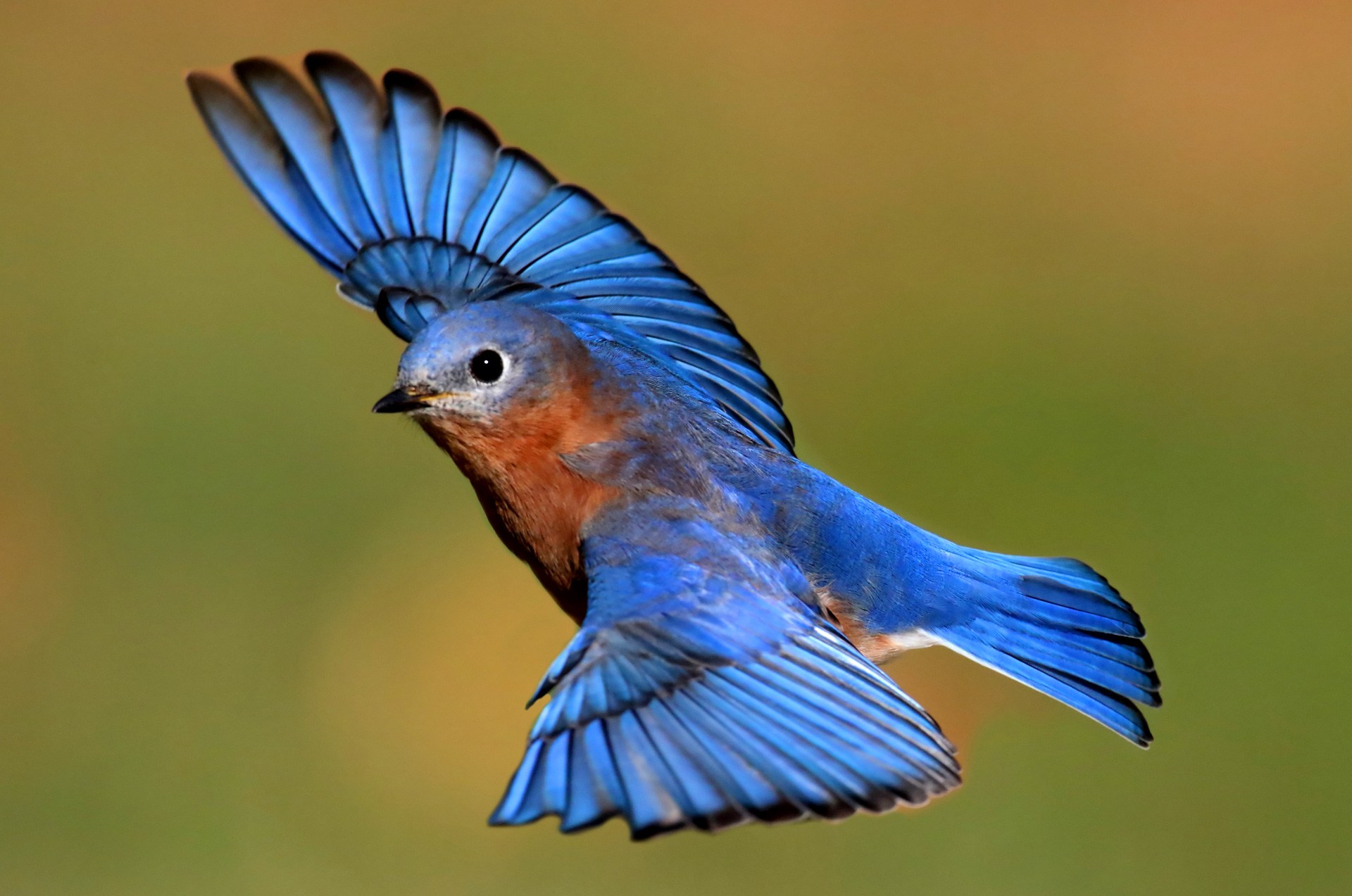 Blue Bird picture