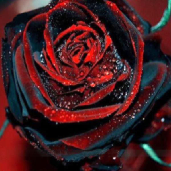 Black Rose photo