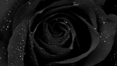 Black, Drop, Image, Natural, Rose, Water