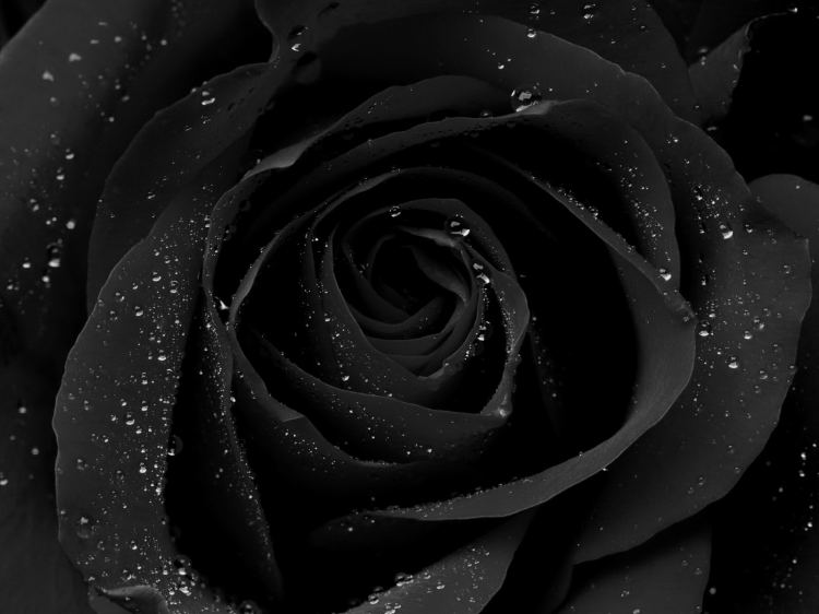 Black Rose picture
