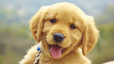 Cute, Hd, Picture, Puppy, Yellow