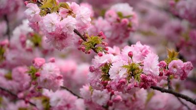 Beautiful, Cherry Blossom, Natural, Pink, Tree