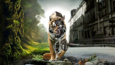 Animal, Best, Hd, Image, Tiger