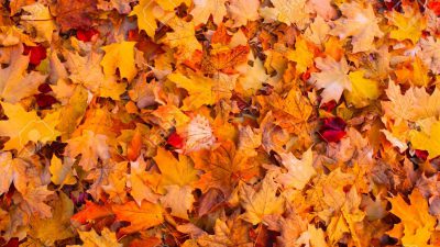 Autumn, Awesome, Desktop, Image, Leaves, Natural