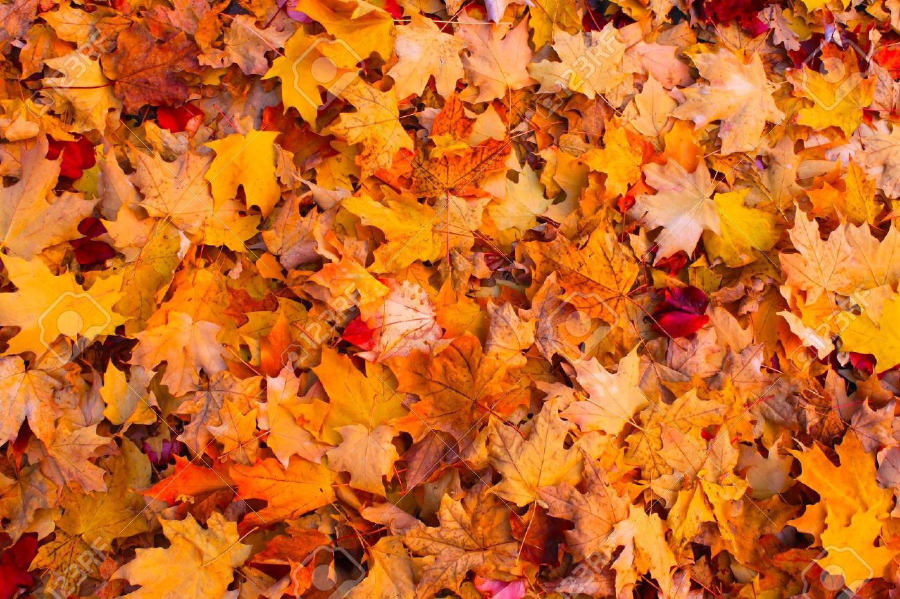 Autumn Leaves Image