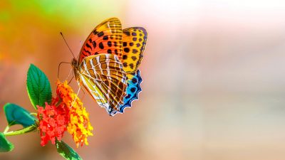 Butterfly, Colorful, Digital, Hd, Sweet, Wallpaper