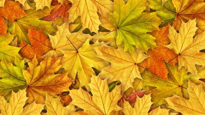 Autumn, Background, Free, Leaves, Natural