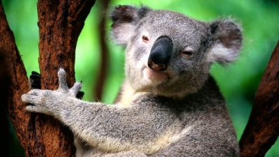 Animal, Awesome, Background, Hd, Koala