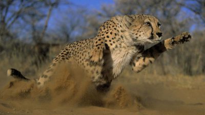 Cheetah, Hd, Image, Jumping