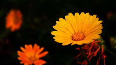 Background, Black, Hd, Nice, Sunflower