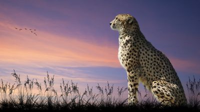 Cheetah, Colorful, Hd, Running, Sky