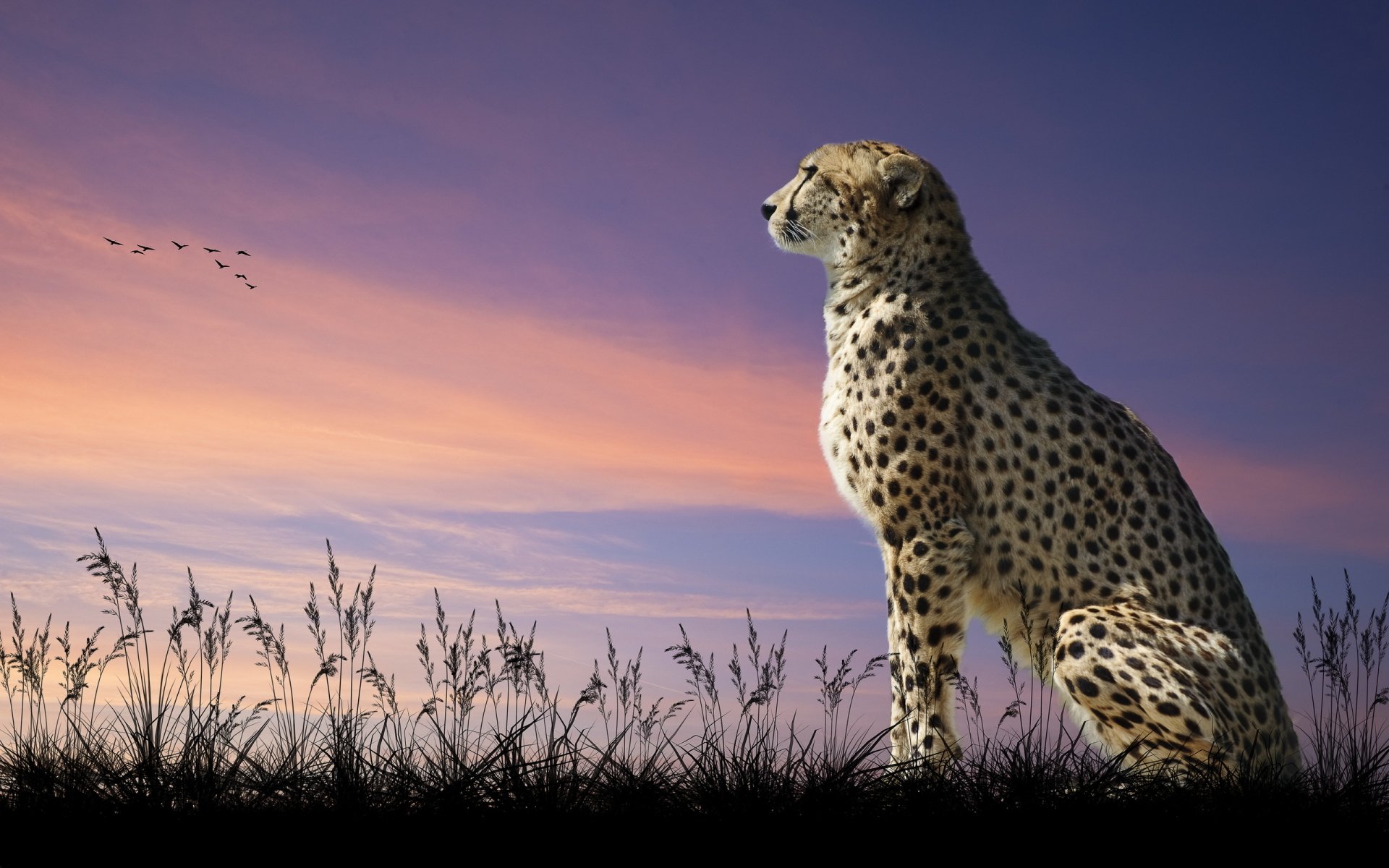 Cheetah Photo