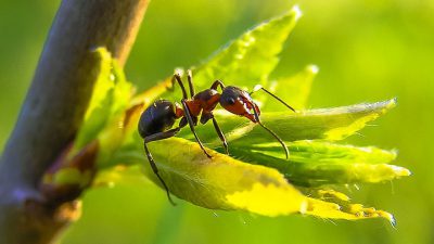 Ant, Best, Field, Green, Image