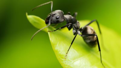 Ant, Awesome, Black, Image