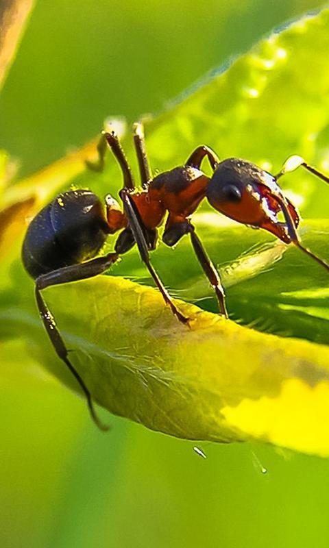 Ant Photo