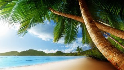 Beach, Free, Natural, Palm, Photo, Tree