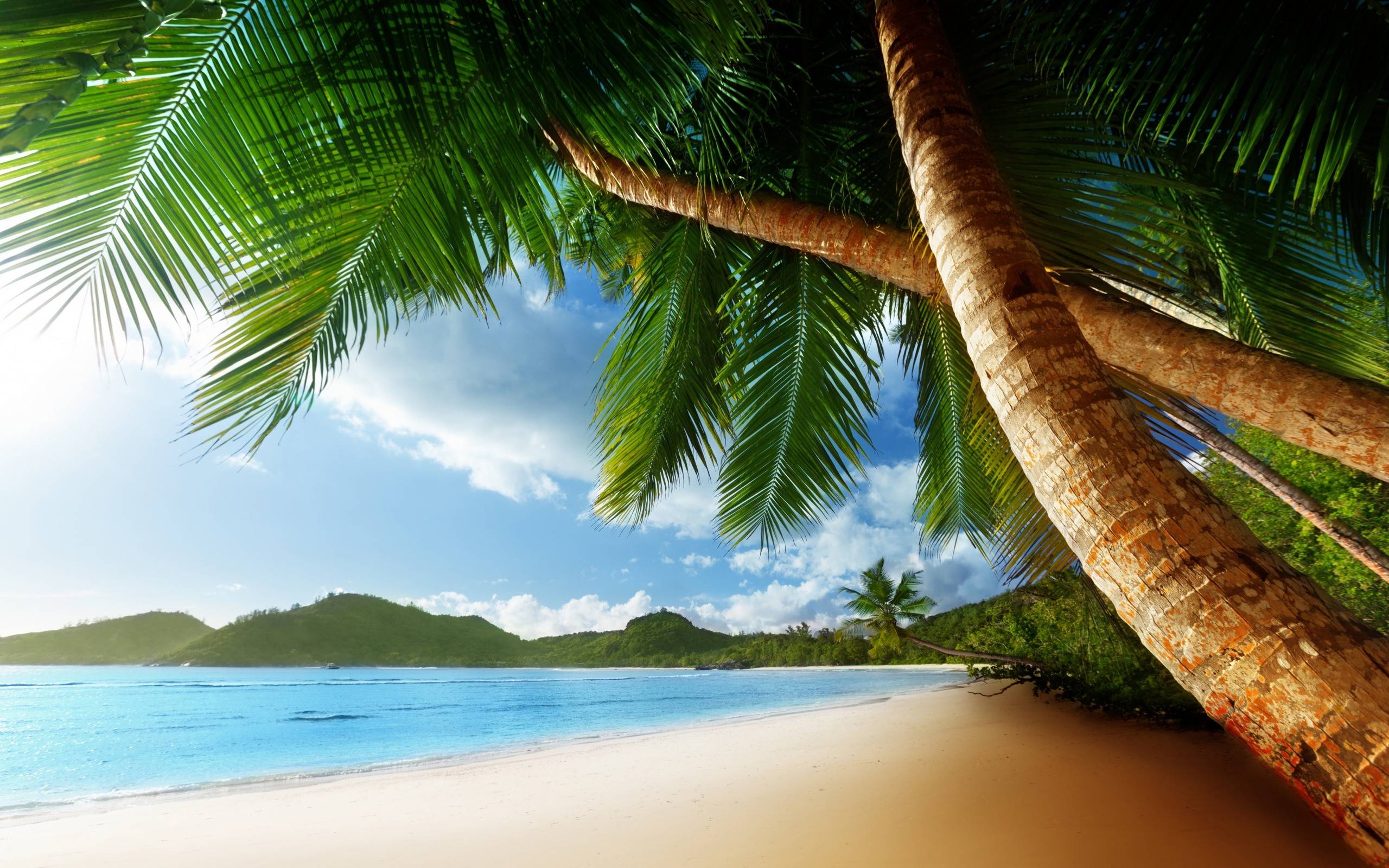 Beach Palm Tree Photo