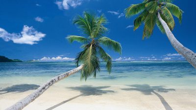 Background, Beach, Cool, Natural, Palm