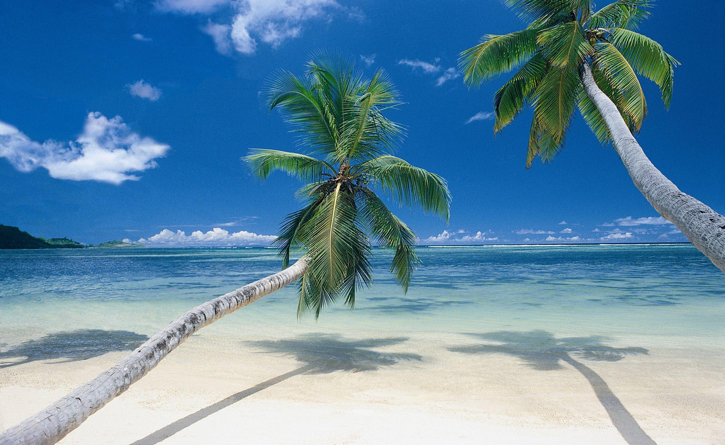 Beach Palm Tree Background