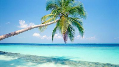 Beach, Image, Natural, Palm, Super, Tree