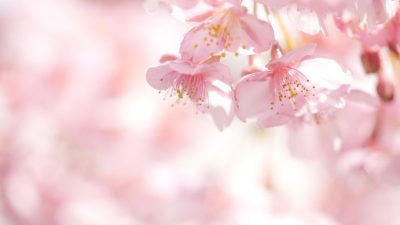 Blossom, Cherry, Flower, Image, Nature