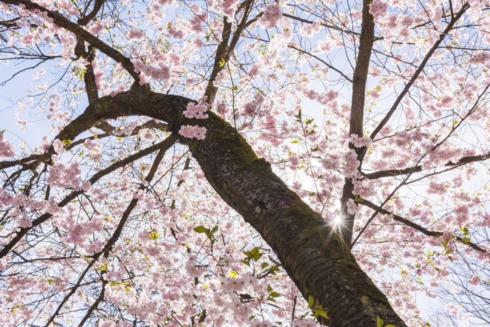 Cherry Blossom Image