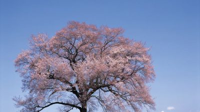 Blossom, Cherry, Nature, Super, Tree, Wallpaper, White