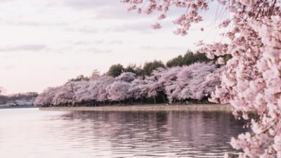 Blossom, Cherry, Nature, Photo, Top