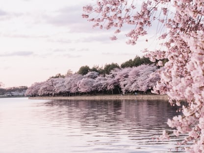 Cherry Blossom Photo